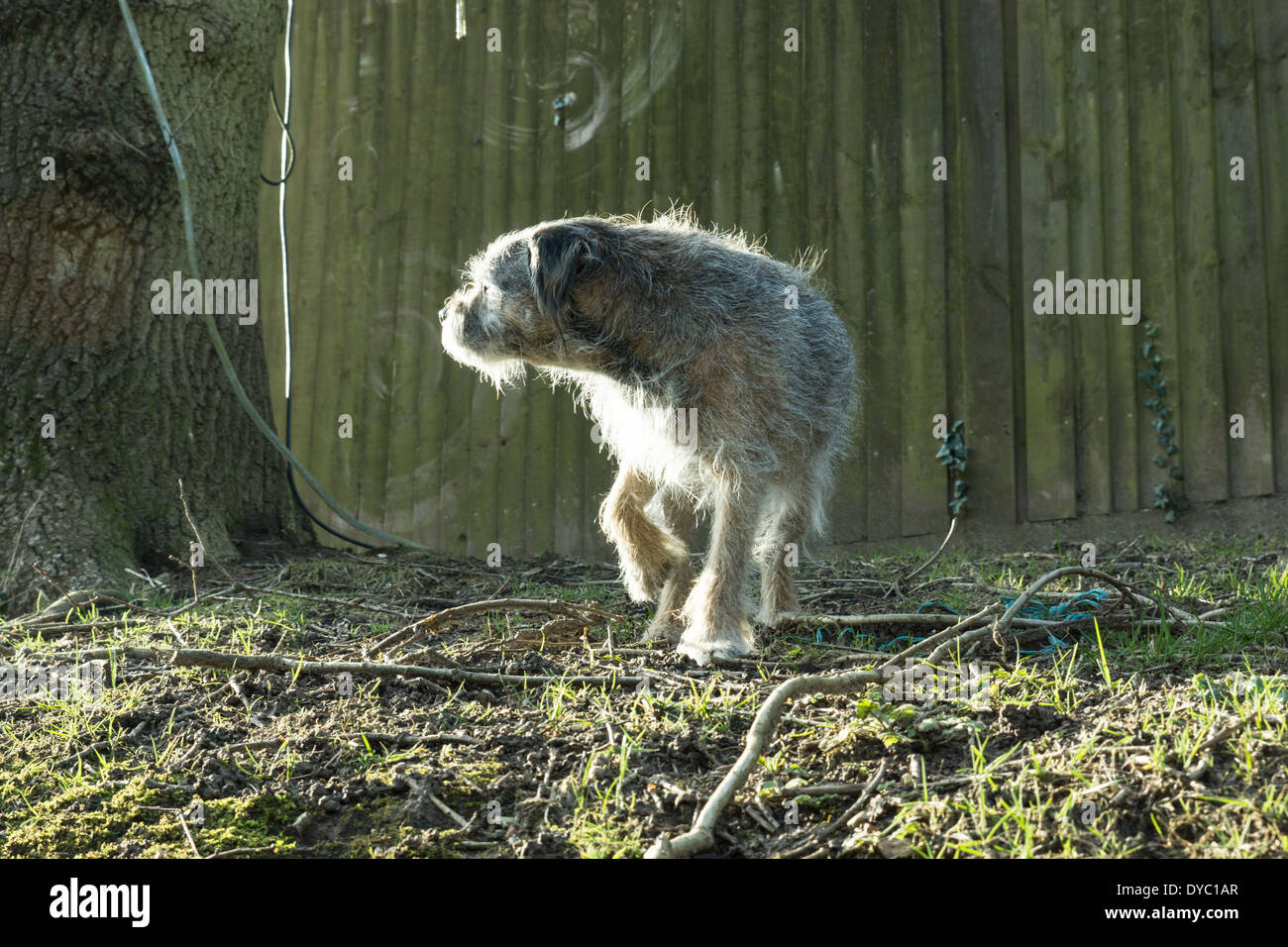 BORDER TERRIER CANE POSA DI CACCIA Foto Stock
