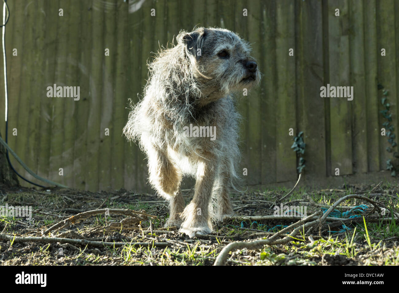 BORDER TERRIER CANE POSA DI CACCIA Foto Stock