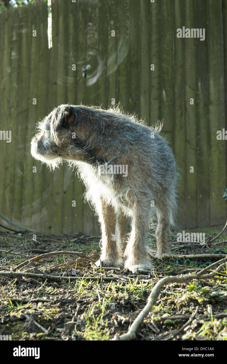 BORDER TERRIER CANE POSA DI CACCIA Foto Stock