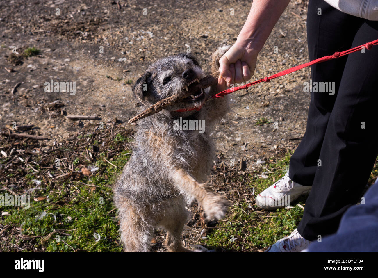 BORDER TERRIER cane Canine fuori a giocare tenendo un grosso bastone e prospettano zampa IT di tenere perché al guinzaglio masticare il suo bastone di legno Foto Stock