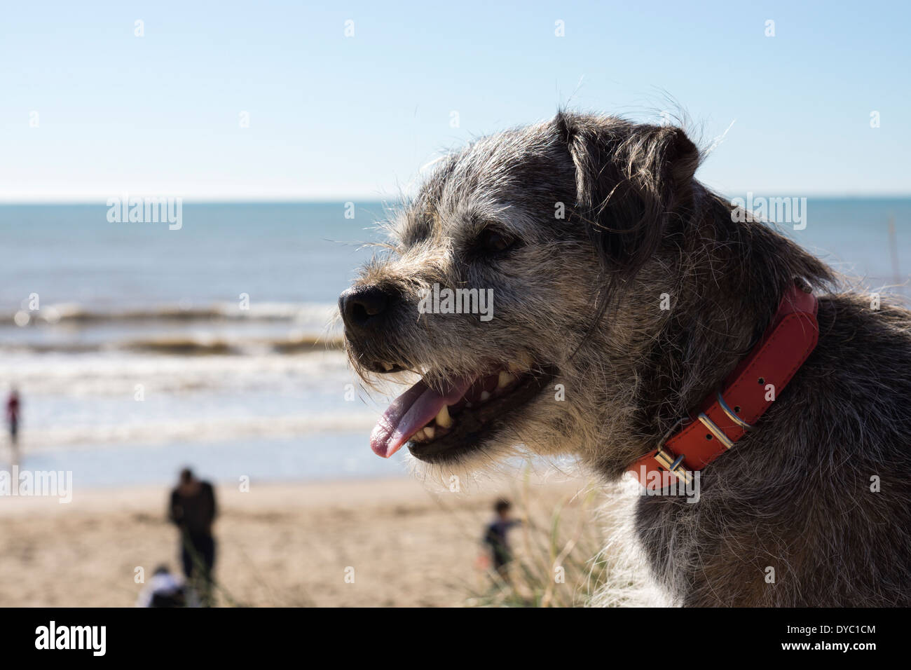 Border Terrier di capelli corti giornata di sole in spiaggia Foto Stock