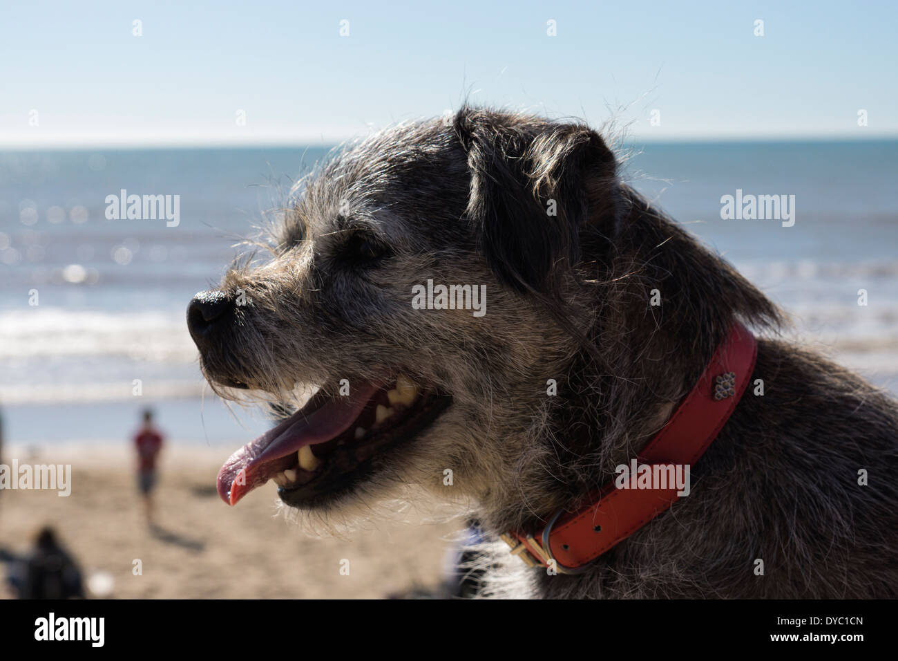 Border Terrier di capelli corti giornata di sole in spiaggia Foto Stock