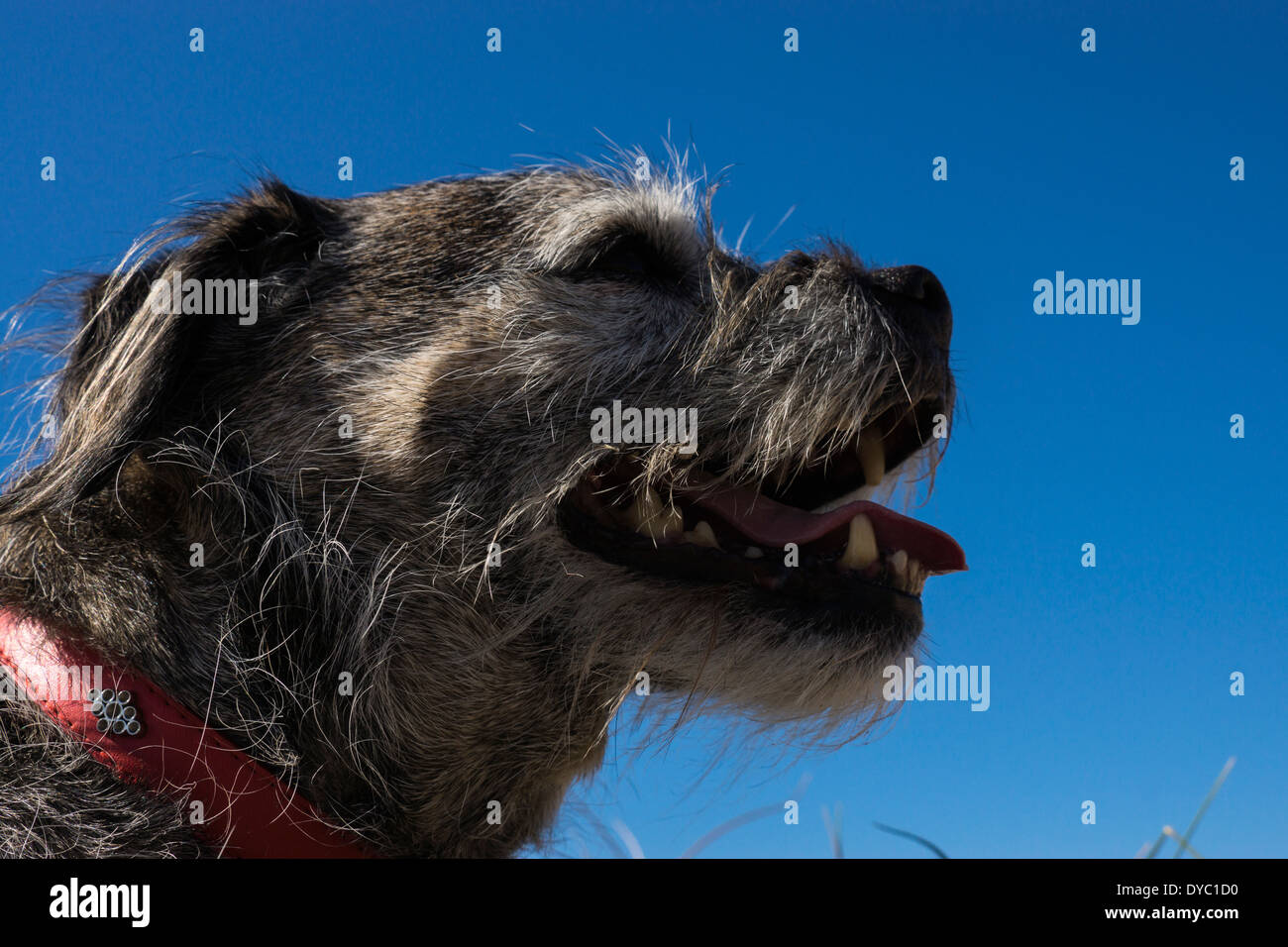 Border Terrier di capelli corti giornata di sole in spiaggia Foto Stock