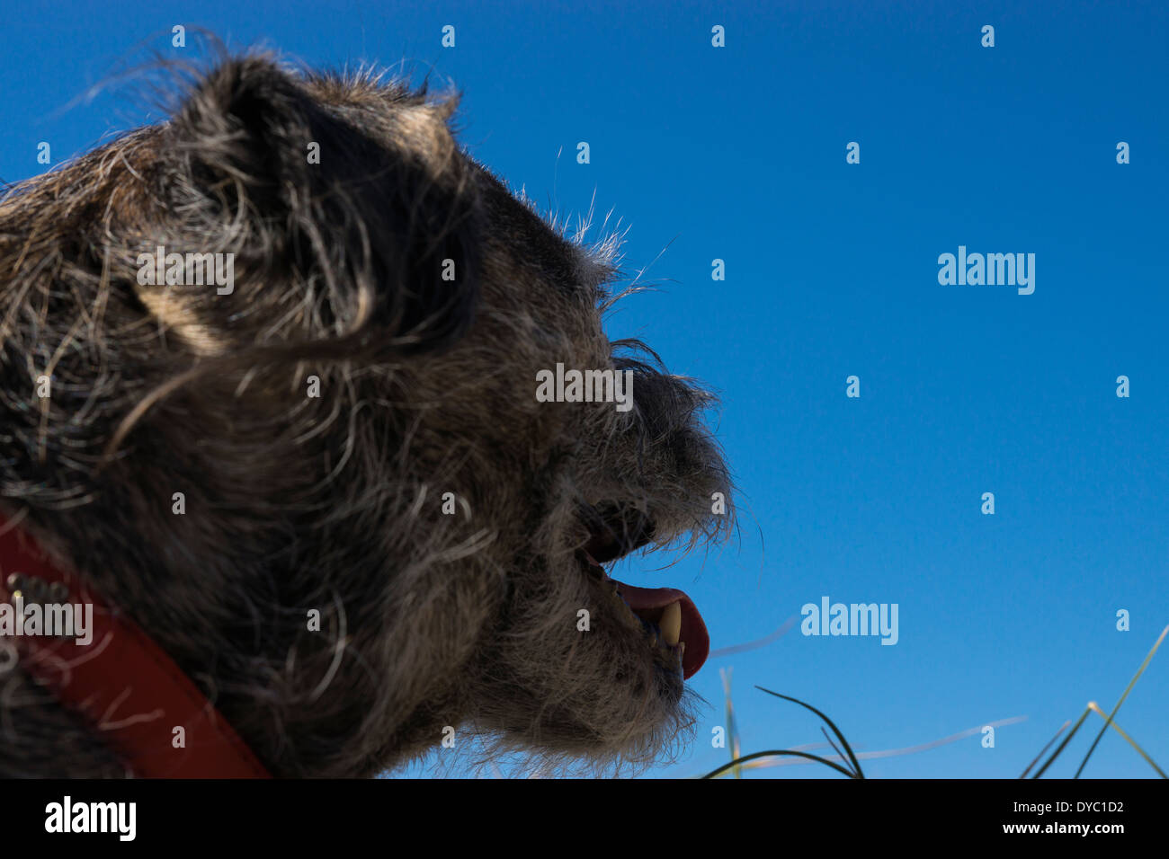 Border Terrier di capelli corti giornata di sole in spiaggia Foto Stock