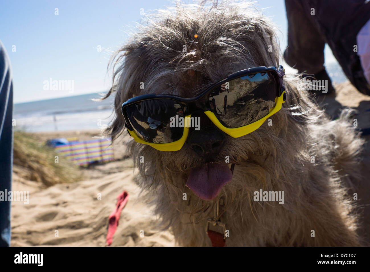 Coppia Border Terrier canine indossando occhiali da sole sulla spiaggia Foto Stock