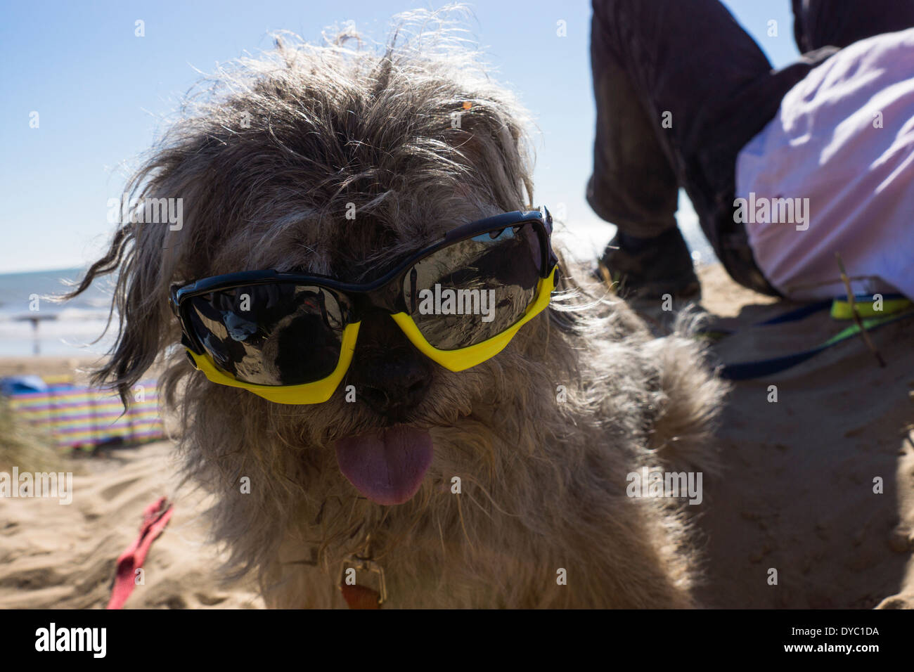Coppia Border Terrier canine indossando occhiali da sole sulla spiaggia Foto Stock