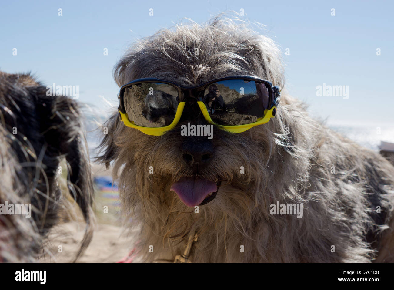 Coppia Border Terrier canine indossando occhiali da sole sulla spiaggia Foto Stock