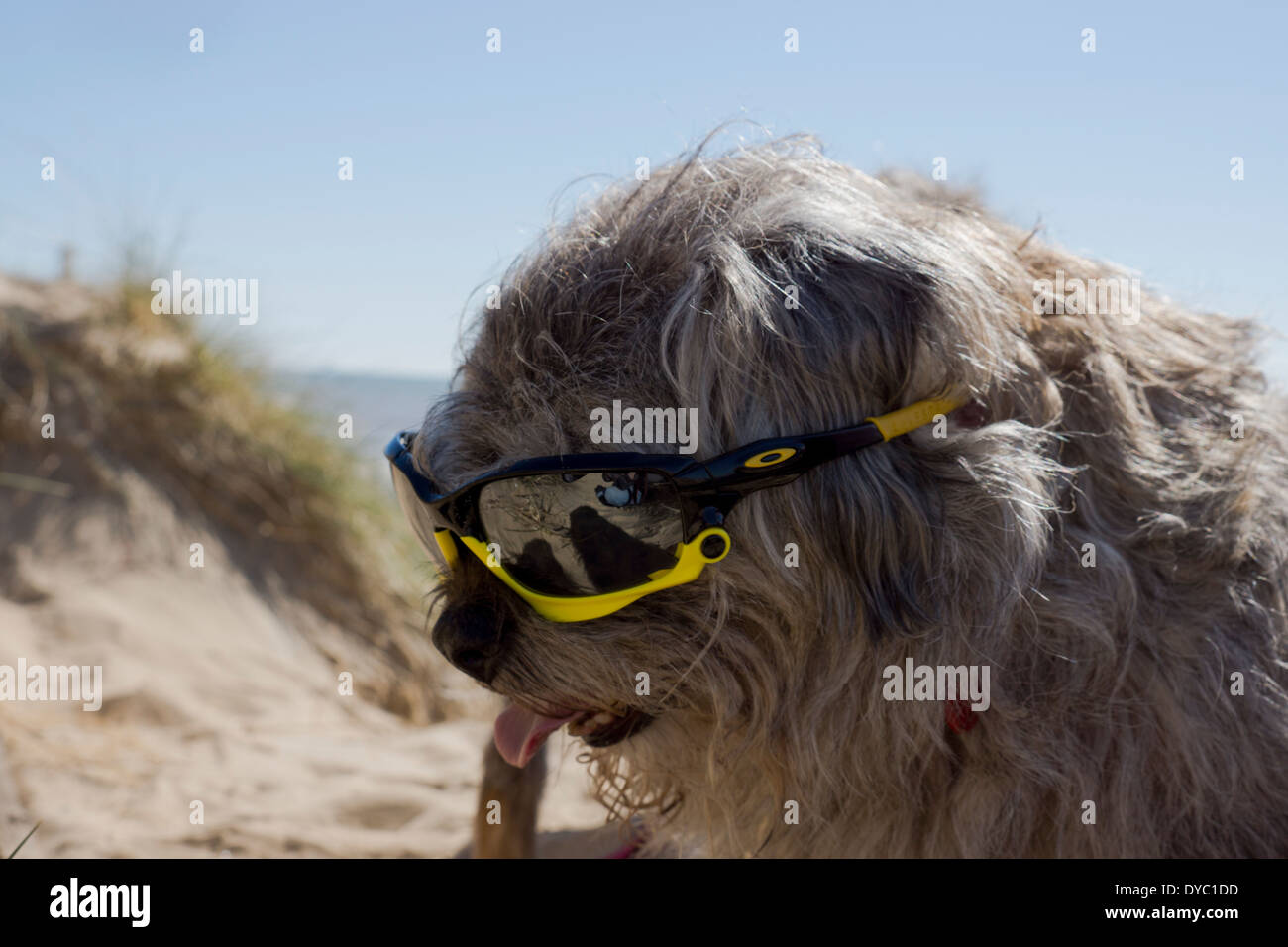 Coppia Border Terrier canine indossando occhiali da sole sulla spiaggia Foto Stock