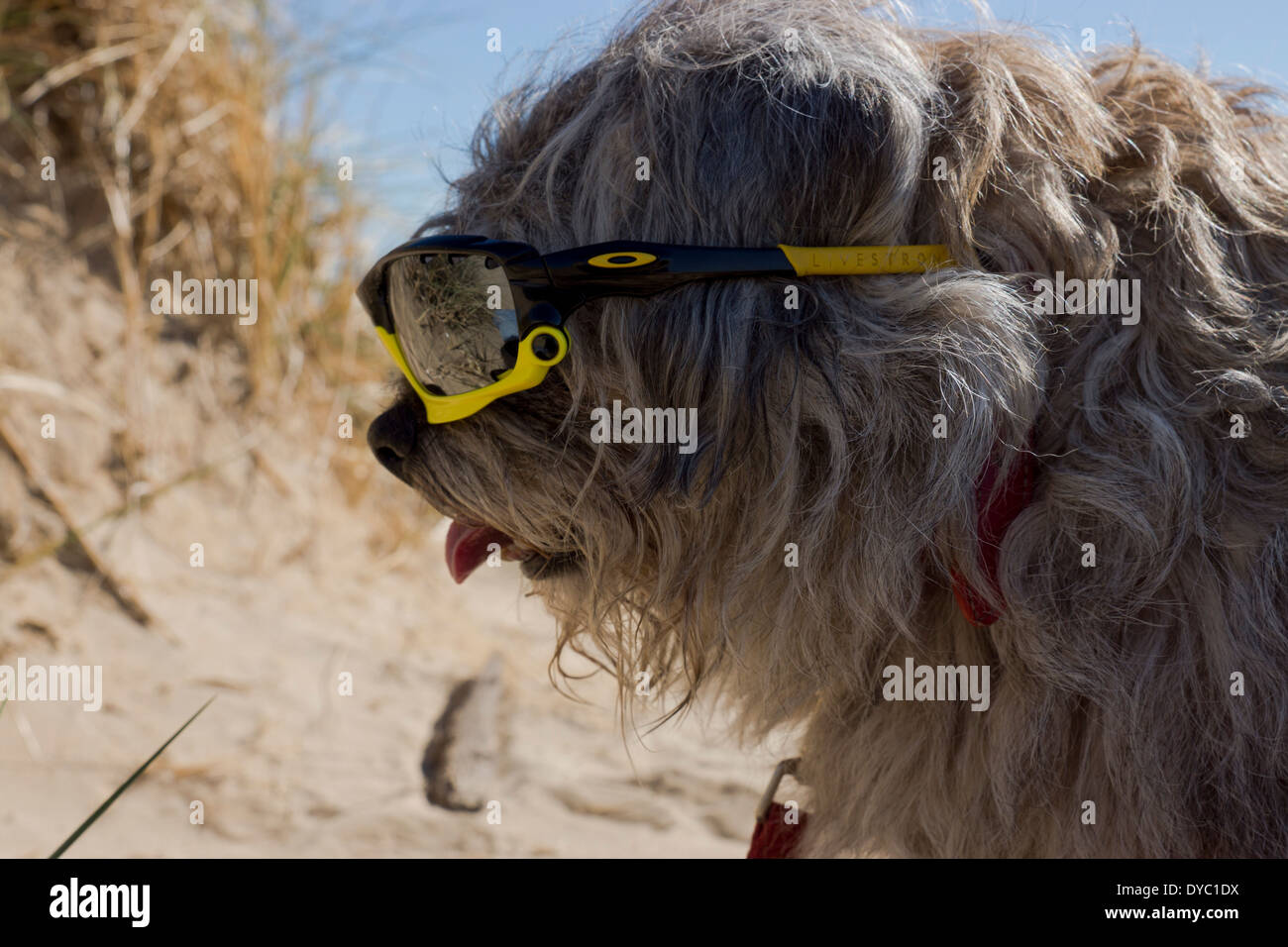 Coppia Border Terrier canine indossando occhiali da sole sulla spiaggia Foto Stock