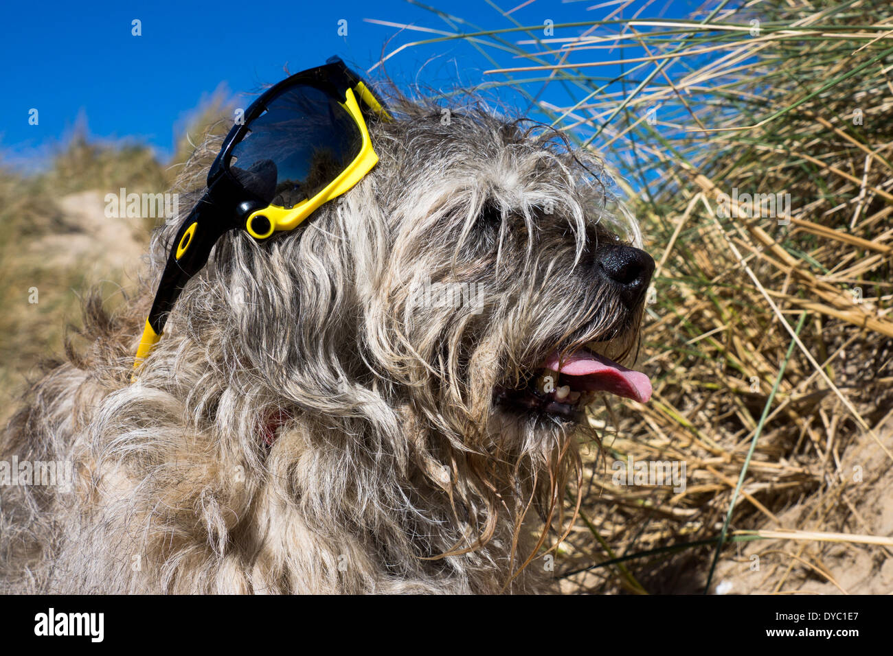 Una matura età Border Terrier, indossa gli occhiali da sole a bande. In una calda e soleggiata giornata di relax in spiaggia. Foto Stock