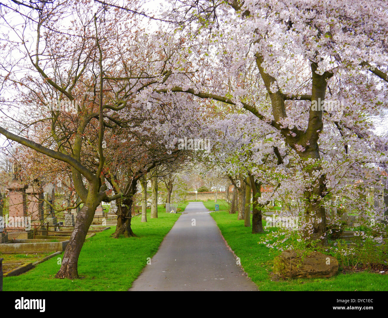 Il cimitero di Hebburn - ciliegi in fiore e lapidi. Hebburn, Tyne and Wear, England, Regno Unito Foto Stock