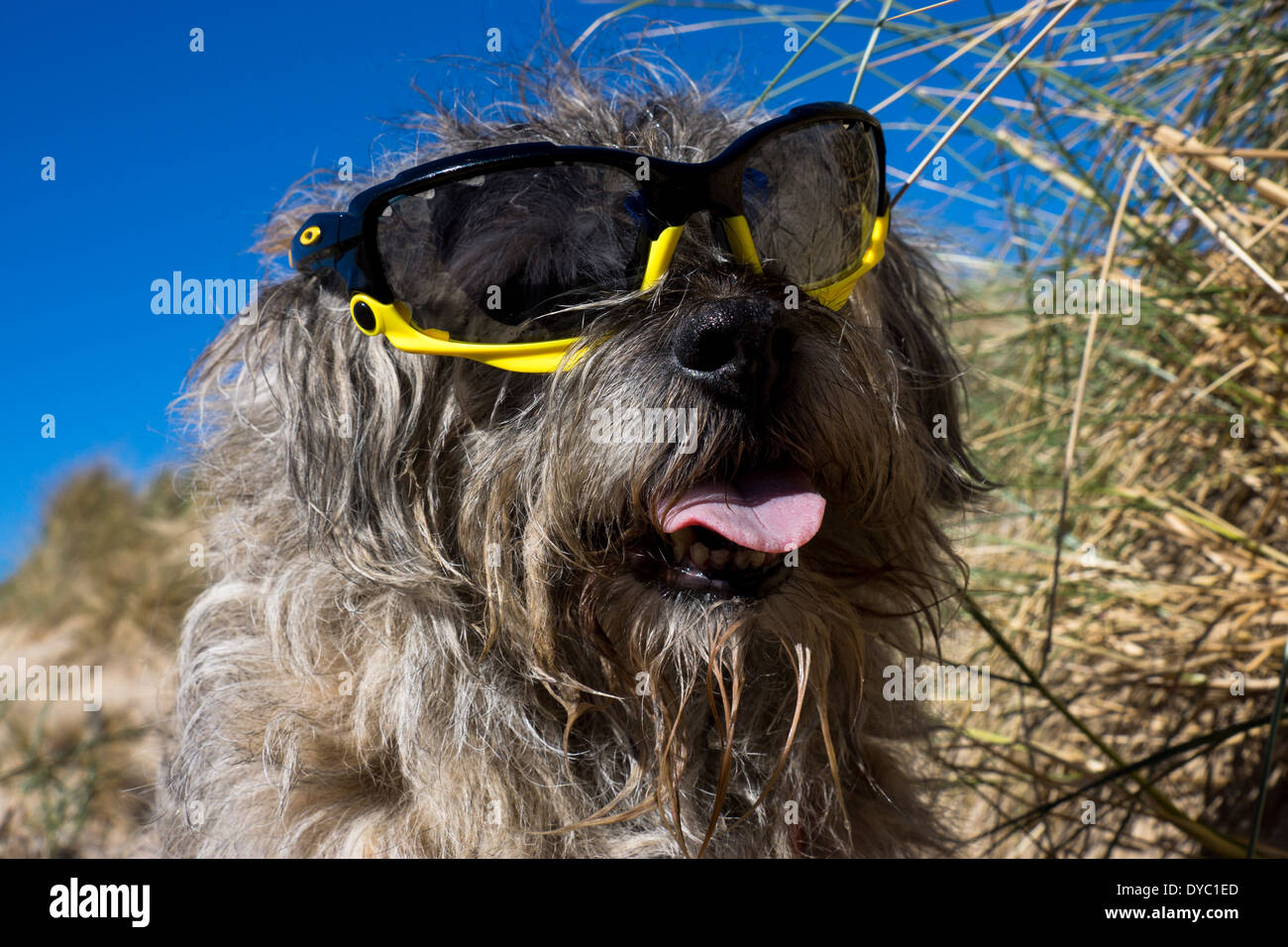 Border Terrier waring giornata soleggiata spiaggia occhiali da sole Foto Stock