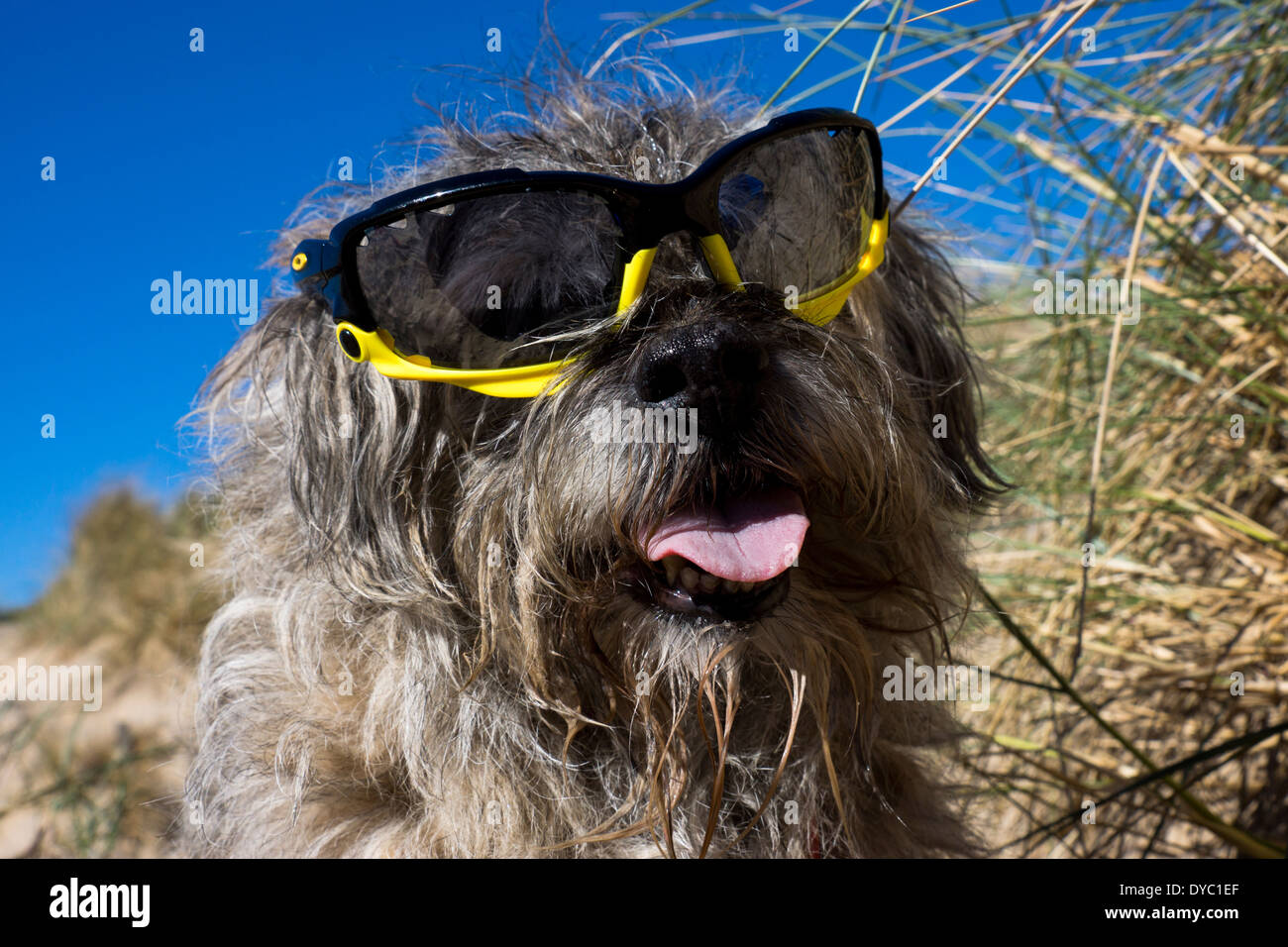 Border Terrier waring giornata soleggiata spiaggia occhiali da sole Foto Stock
