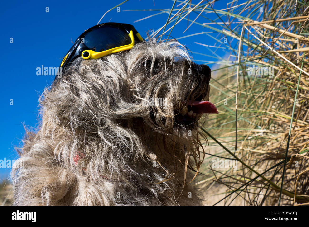 Border Terrier waring giornata soleggiata spiaggia occhiali da sole Foto Stock