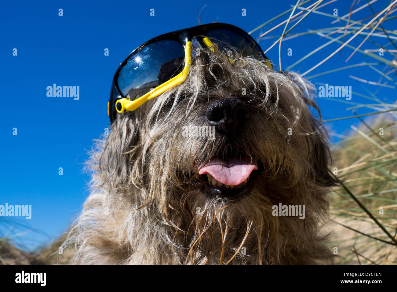 Border Terrier waring giornata soleggiata spiaggia occhiali da sole Foto Stock