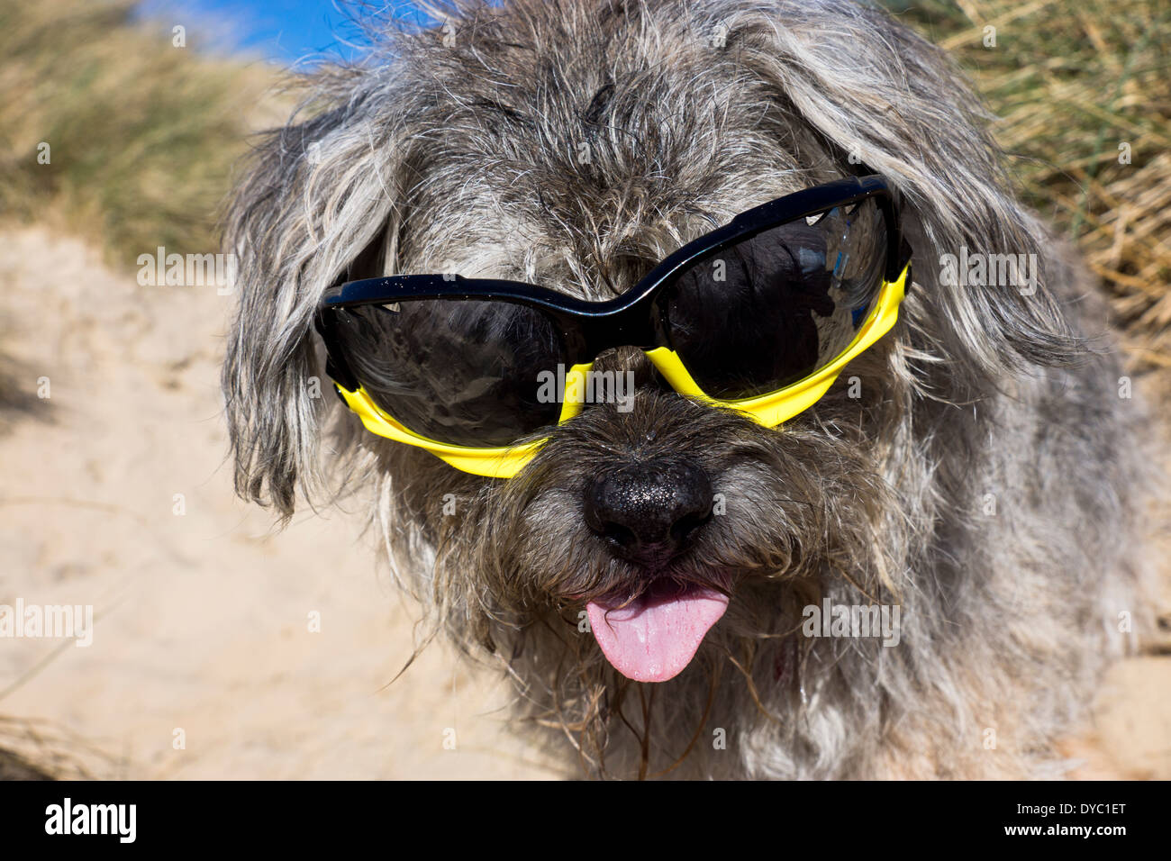 Border Terrier waring giornata soleggiata spiaggia occhiali da sole Foto Stock