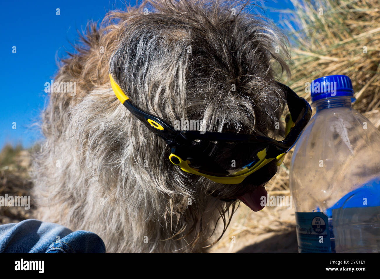 Una matura età Border Terrier, indossa gli occhiali da sole a bande. In una calda e soleggiata giornata di relax in spiaggia. Foto Stock