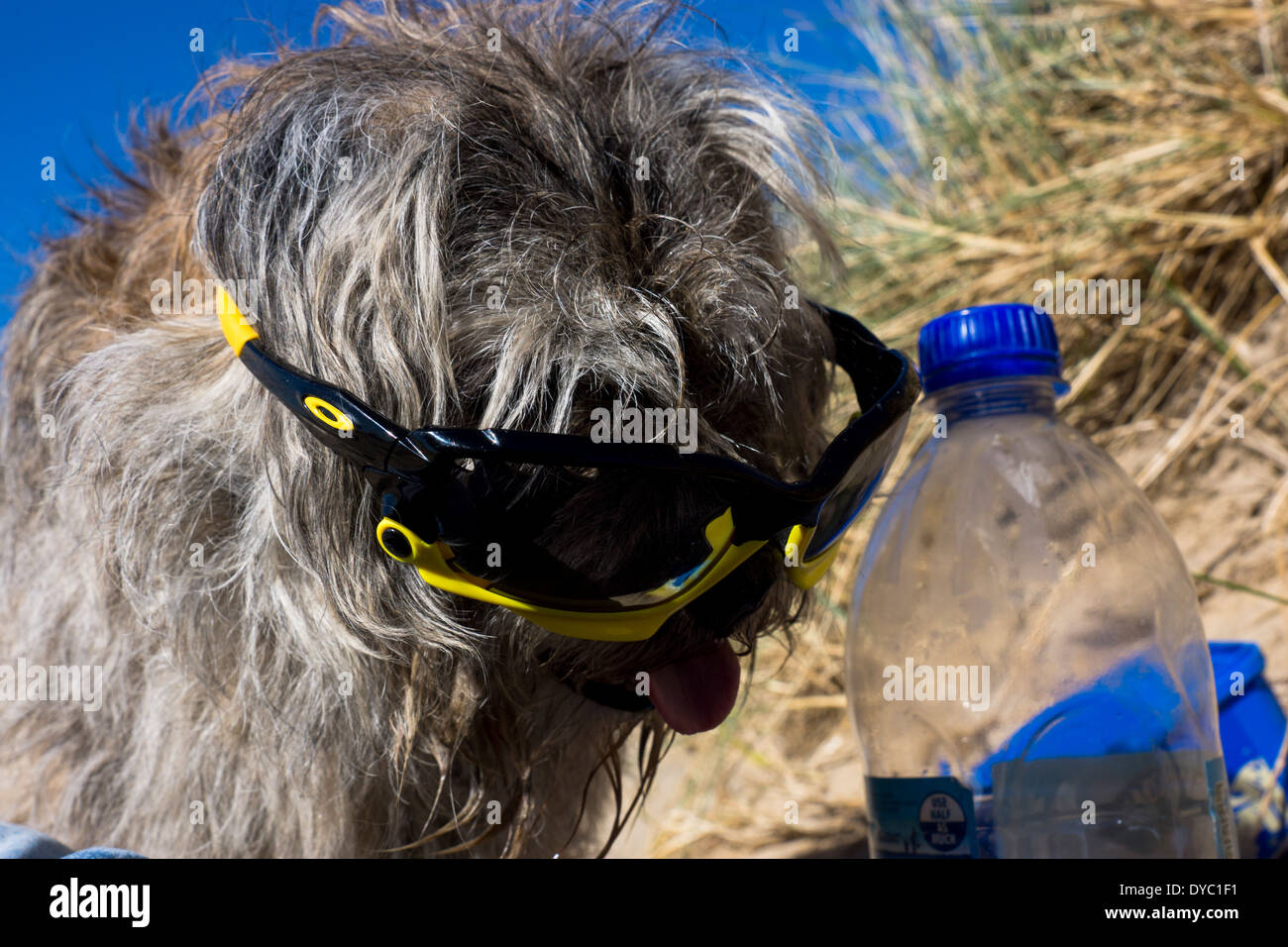 Una matura età Border Terrier, indossa gli occhiali da sole a bande. In una calda e soleggiata giornata di relax in spiaggia. Foto Stock