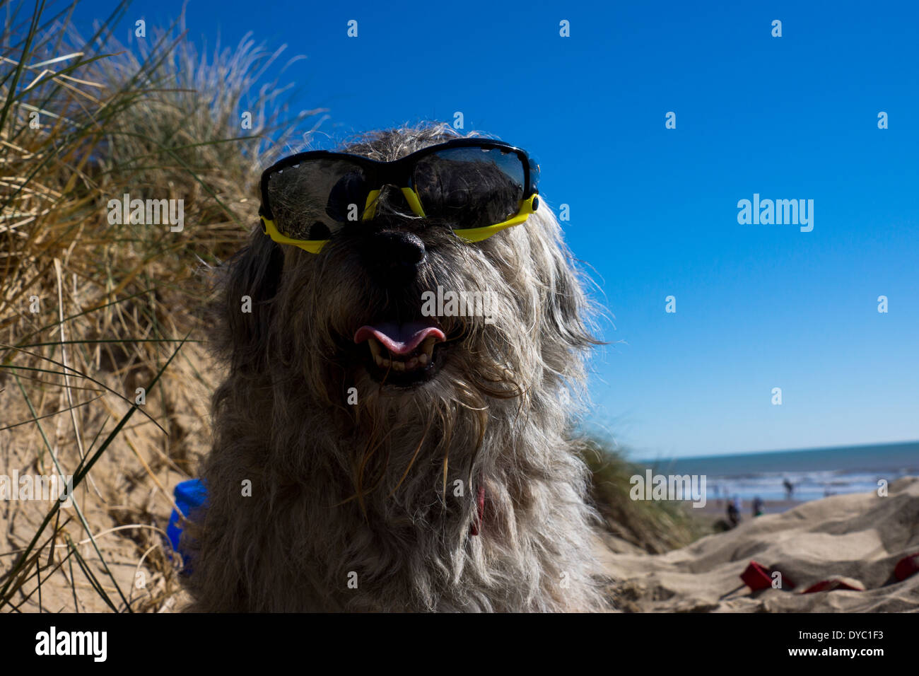 Border Terrier waring giornata soleggiata spiaggia occhiali da sole Foto Stock