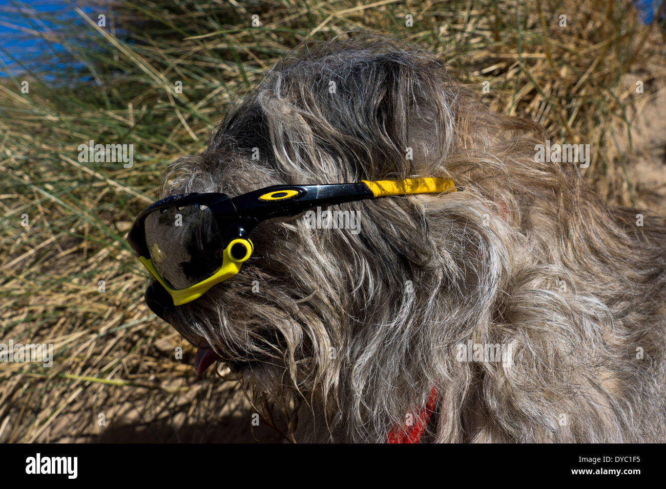 Border Terrier waring giornata soleggiata spiaggia occhiali da sole Foto Stock