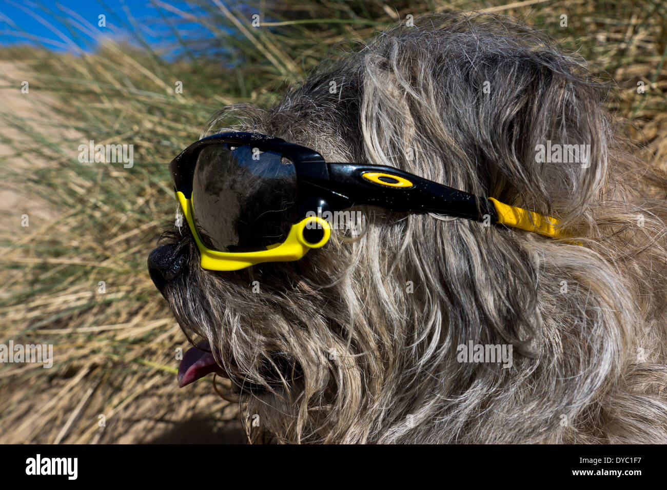 Border Terrier waring giornata soleggiata spiaggia occhiali da sole Foto Stock
