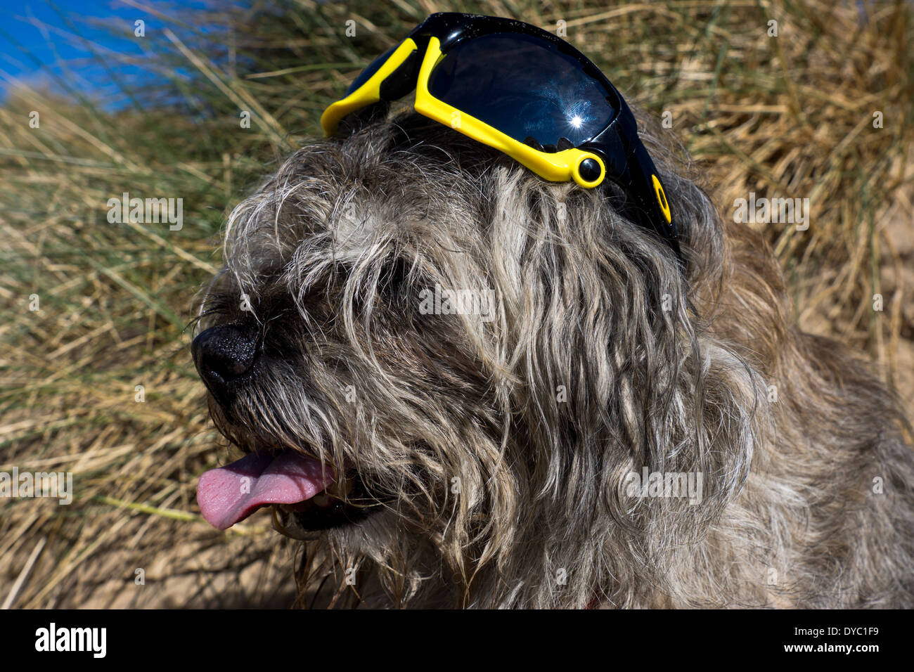 Border Terrier waring giornata soleggiata spiaggia occhiali da sole Foto Stock