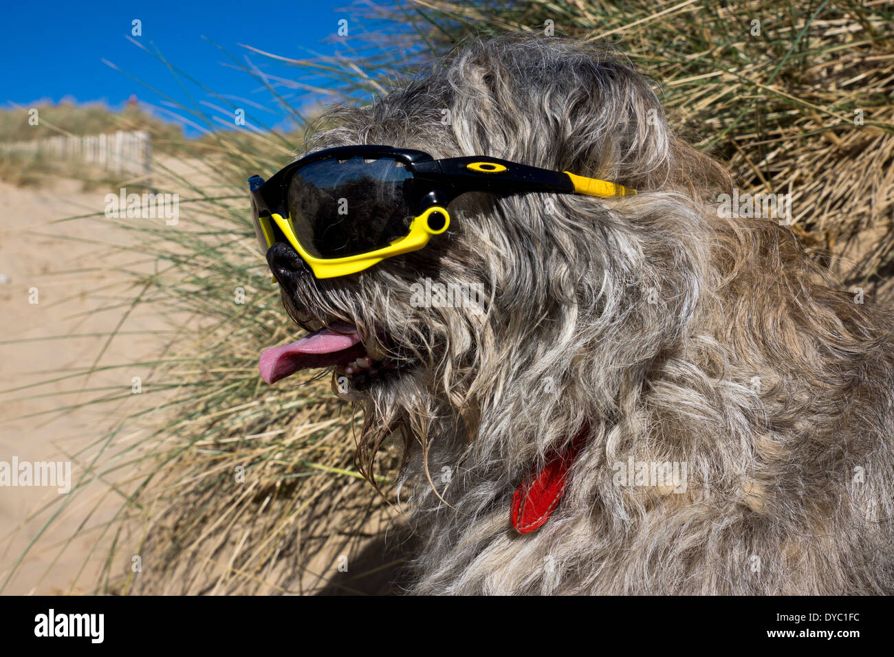Border Terrier waring giornata soleggiata spiaggia occhiali da sole Foto Stock
