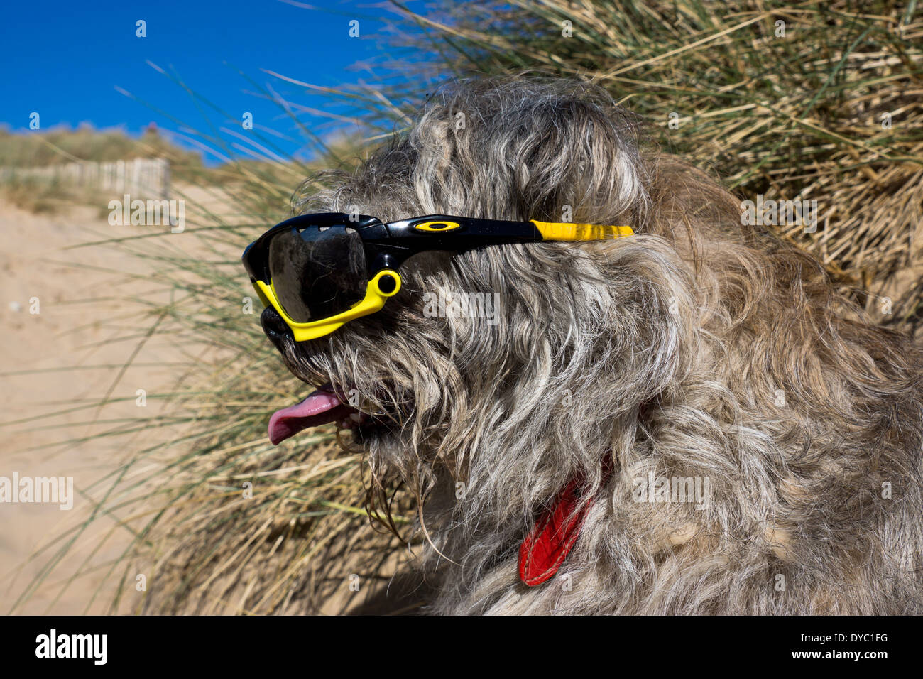 Border Terrier waring giornata soleggiata spiaggia occhiali da sole Foto Stock