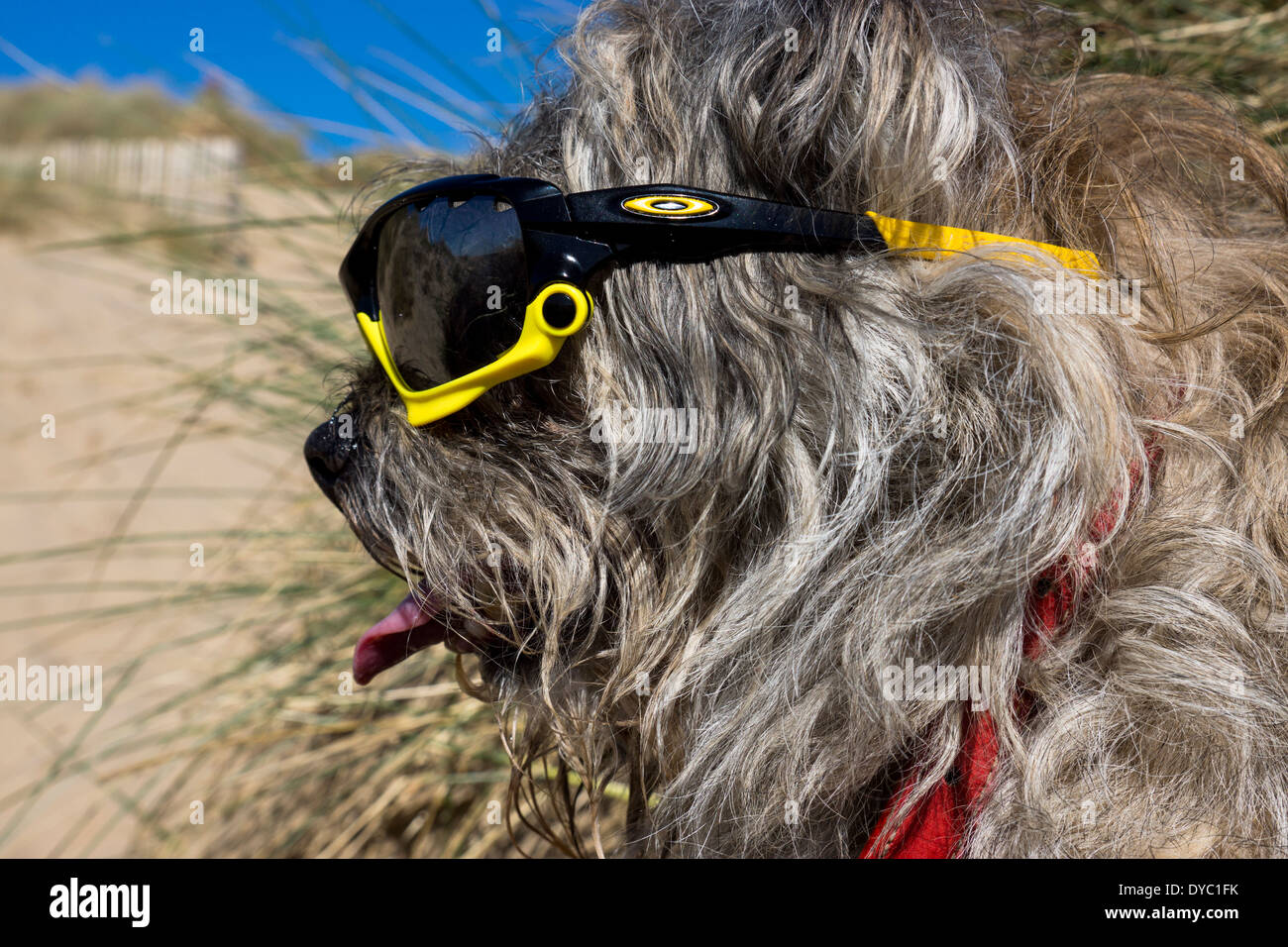 Border Terrier waring giornata soleggiata spiaggia occhiali da sole Foto Stock