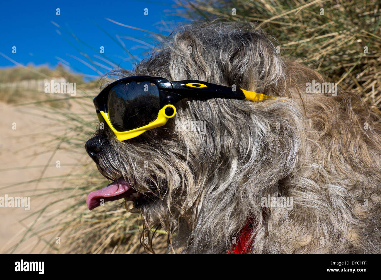 Border Terrier waring giornata soleggiata spiaggia occhiali da sole Foto Stock