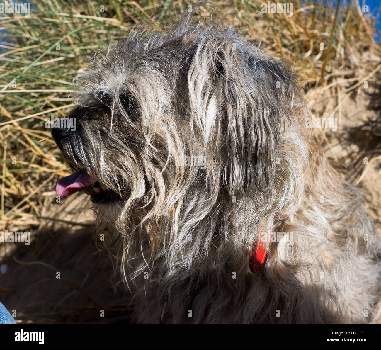 La vecchiaia capelli lunghi coat Border Terrier seduto fuori Foto Stock