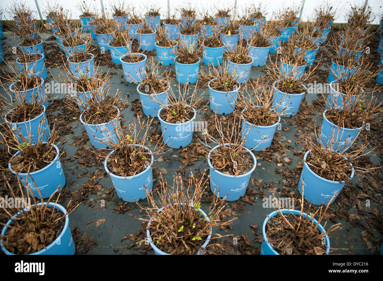 File di piante in serra in vivaio filari di piante e arbusti in un vivaio Foto Stock