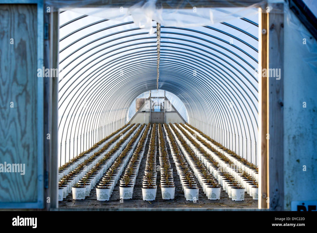 Serra commerciale vivaio in Maryland Foto Stock