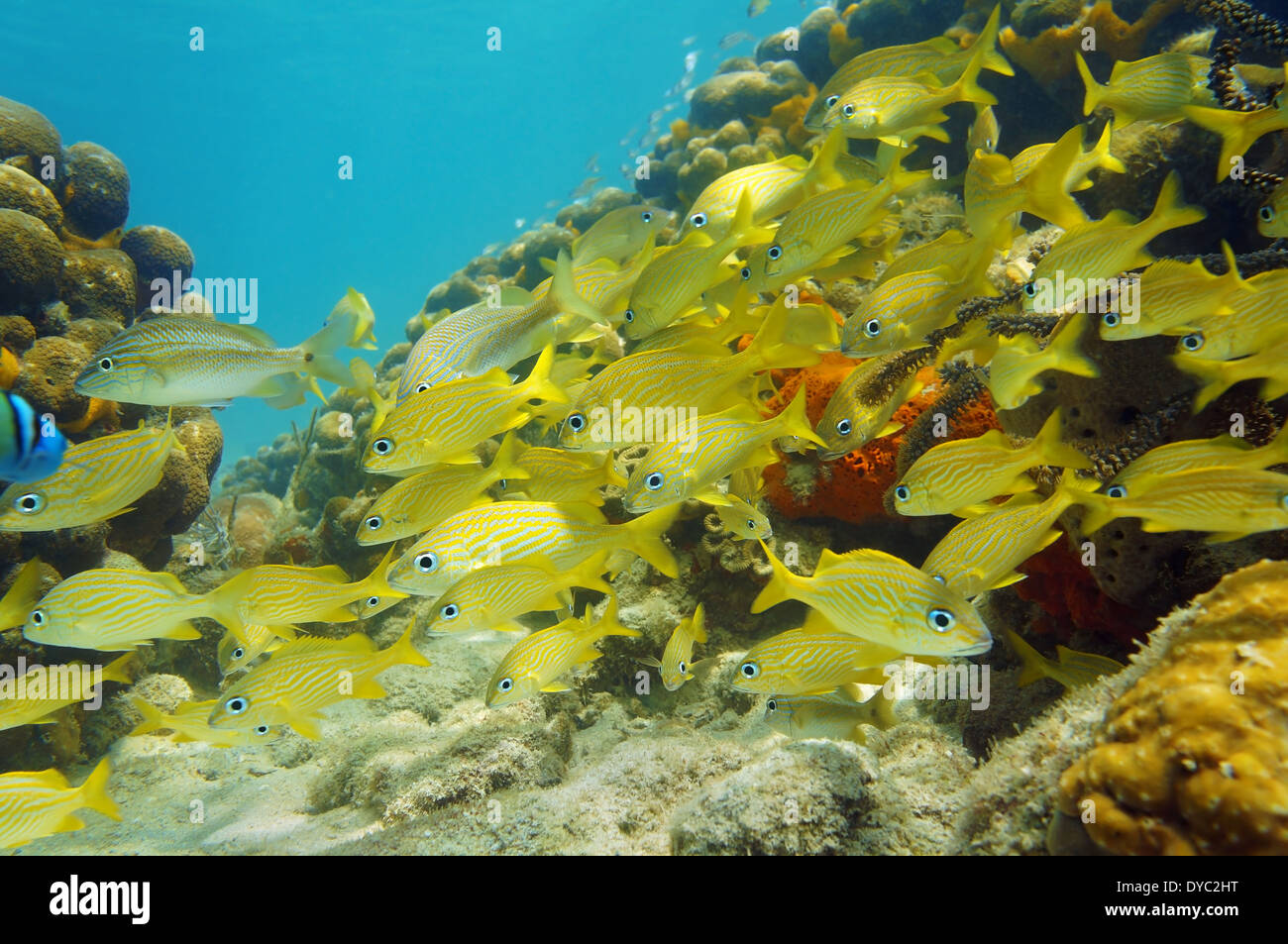 Scena subacquea in Mar dei Caraibi con una scuola di pesce (Francese) grunt in una barriera corallina Foto Stock
