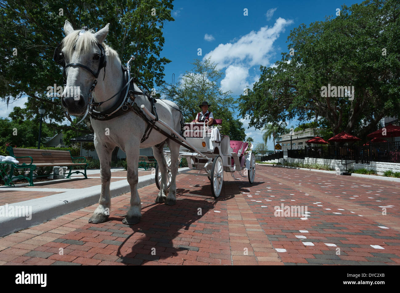 Carro trainato da cavalli nel supporto Dora, Florida Foto Stock