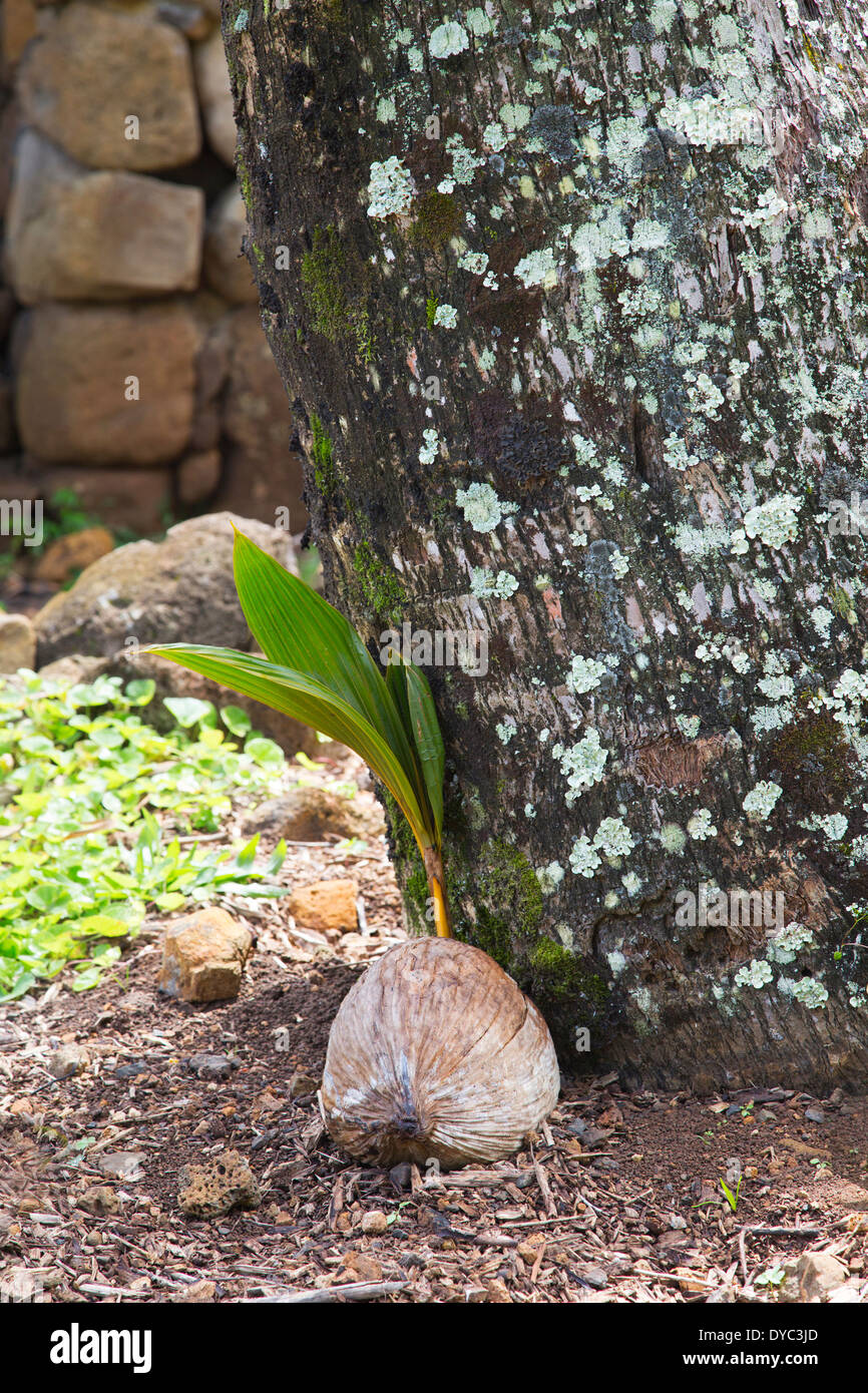 Palma di cocco (Cocos nucifera) che cresce da semi sul terreno accanto ad un albero di cocco maturo in Limahuli Garden, Kauai, isole Hawaiane Foto Stock