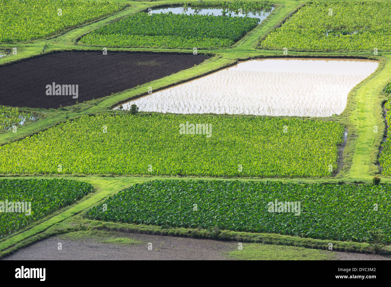 Campi coltivati a Taro in vari stadi di crescita nella Valle Hanalei, Kauai, Hawaii (Colocasia esculenta) Foto Stock