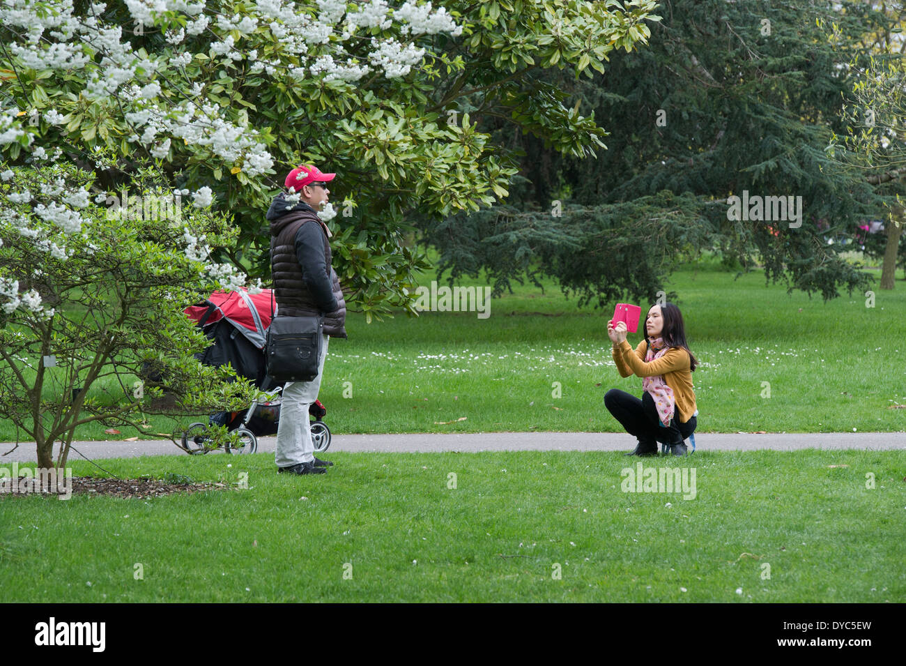 Asian turistica prendendo una foto su un telefono intelligente di una relativa contro cherry tree blossom. I Giardini di Kew. Londra, Inghilterra Foto Stock