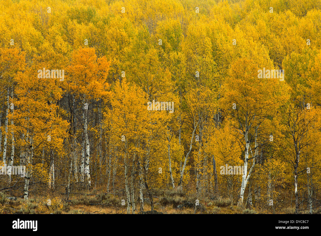 Le Sawtooth Mountains, vicino a Stanley, Idaho, caduta, Aspen, Autunno a colori, foresta Foto Stock