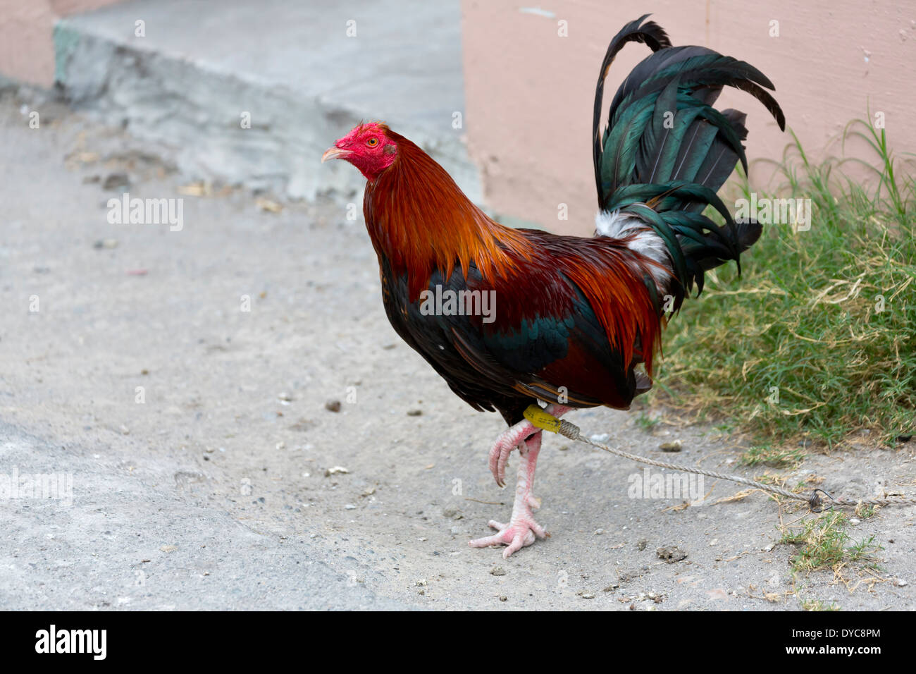 Il pollo sul cimitero del Nord a Manila nelle Filippine Foto Stock