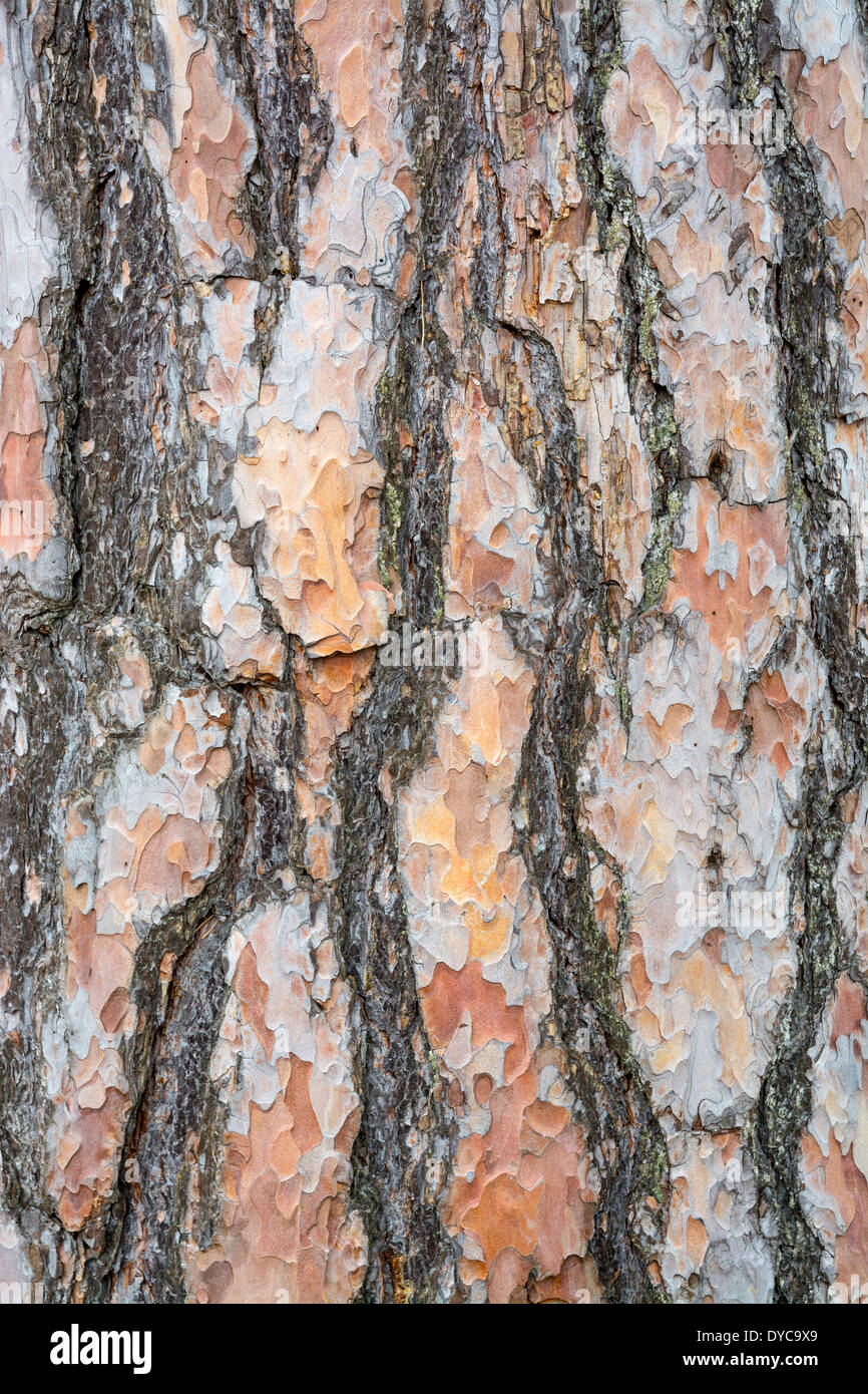 Corteccia texture di sfondo di pino silvestre immagine verticale. Foto Stock