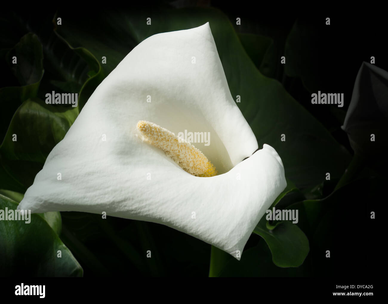 Singola bianco calla lily con sfondo scuro. Foto Stock