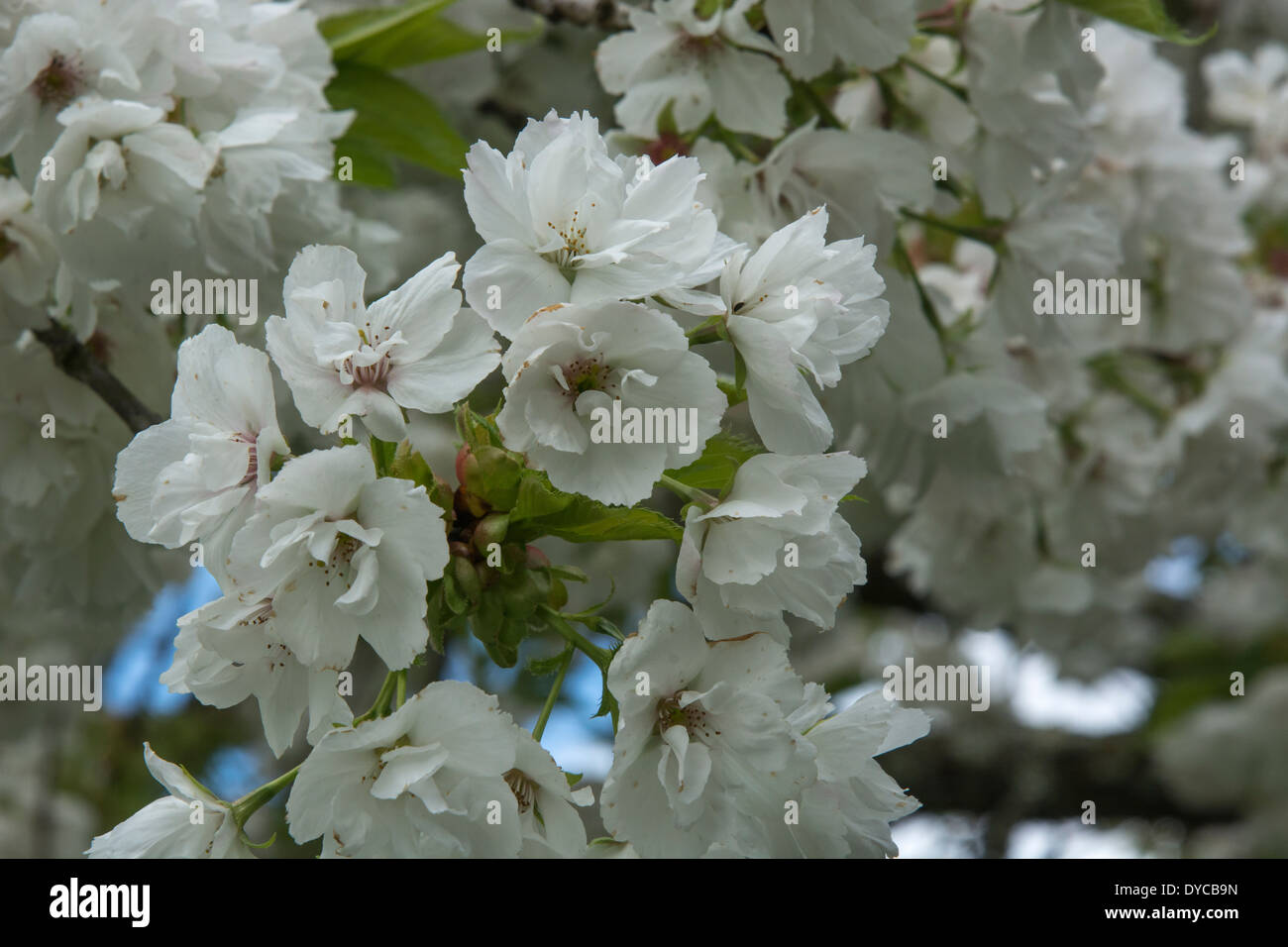 Primavera fiore - Regno Unito / Cornovaglia. Campagna in fiore nel Regno Unito. Foto Stock