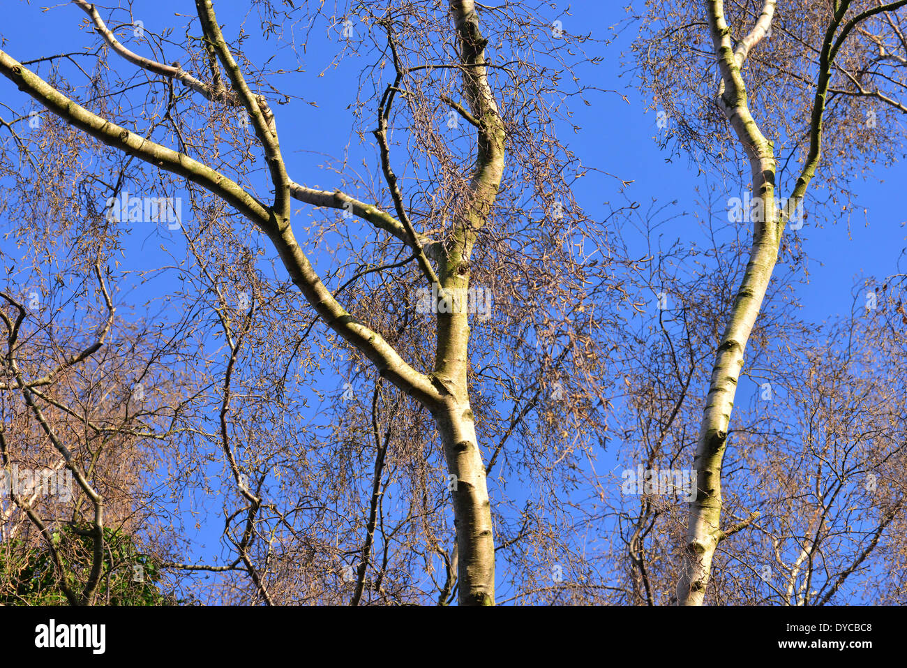 Argento betulla in inverno in un giardino inglese in sun con un blu cielo invernale Foto Stock