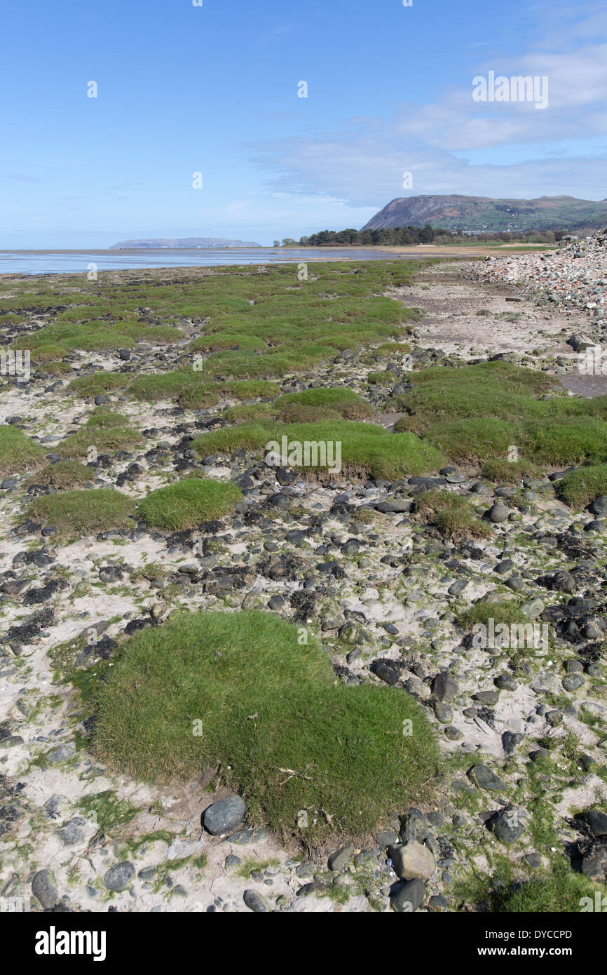 Il Galles sentiero costiero nel Galles del Nord. Traeth Lafan Riserva naturale sulla costa del Galles percorso tra Manchester e Bangor. Foto Stock