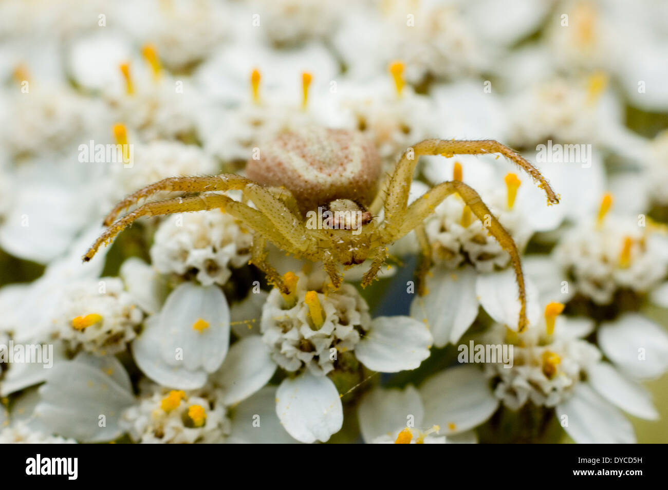 Spider e polline Close-Up, Alto Ingrandimento immagine, Patagonia, Argentina Foto Stock