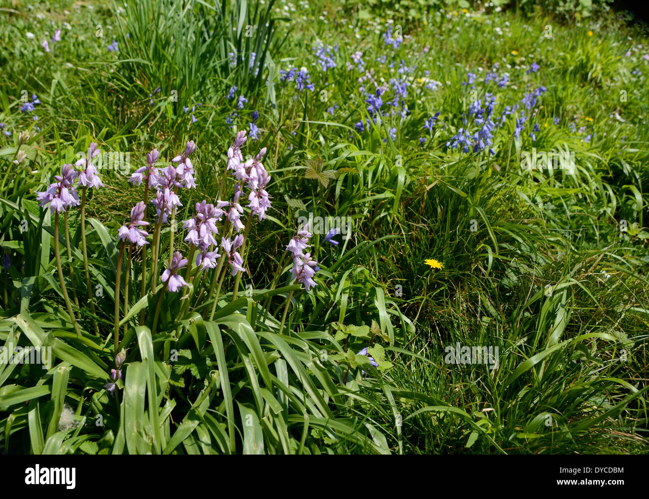 Rosa e blu bluebells spagnola - un ibrido che minacciano il nativo di British bluebell Foto Stock
