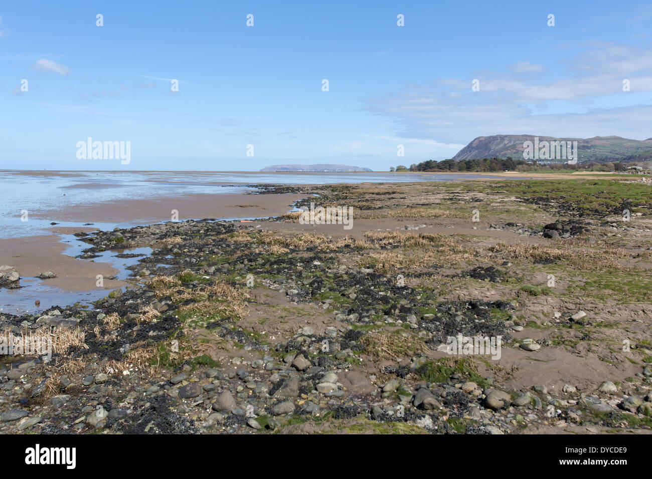 Il Galles sentiero costiero nel Galles del Nord. Traeth Lafan Riserva naturale sulla costa del Galles percorso tra Manchester e Bangor. Foto Stock