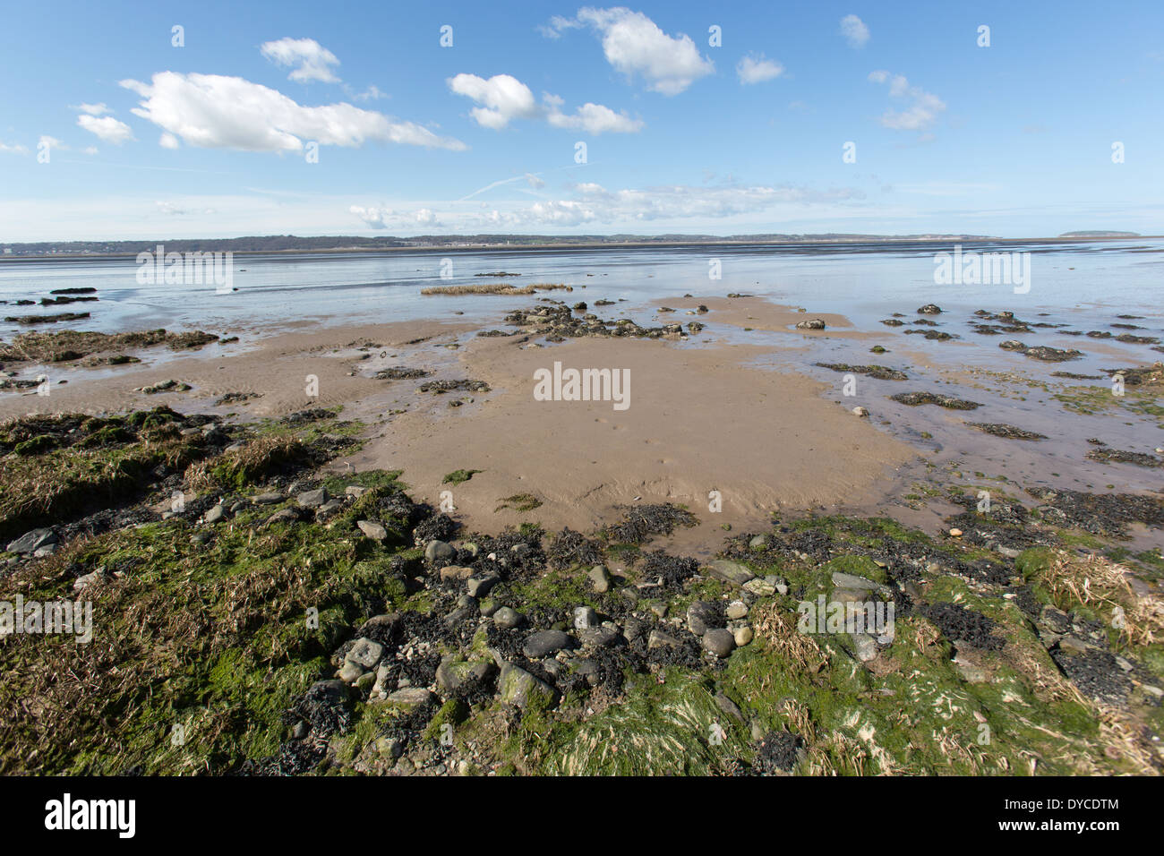 Il Galles sentiero costiero nel Galles del Nord. Traeth Lafan Riserva naturale sulla costa del Galles percorso tra Manchester e Bangor. Foto Stock