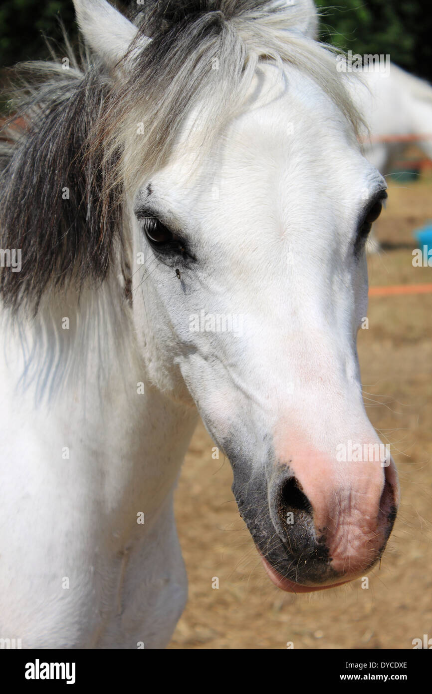 Ritratto di un pony bianco in un cancelletto Foto Stock